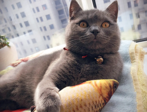 用棉签怼猫咪的后面 用棉签怼猫咪的后面