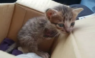 小猫多大可以打疫苗