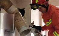 小猫进高层烟道了怎么办