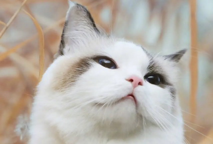 怎么检测猫不是星期猫 怎么检测猫不是星期猫