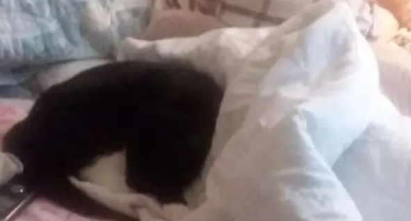 带爱猫看望重病住院的奶奶,猫咪做出的反应令人泪如泉涌 带爱猫看望重病住院的奶奶,猫咪做出的反应令人泪如泉涌