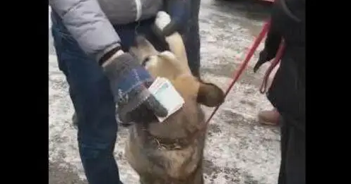 主人把土狗给卖了,可土狗却舍不得主人,一直抱着主人的腿痛哭! 主人把土狗给卖了,可土狗却舍不得主人,一直抱着主人的腿痛哭!