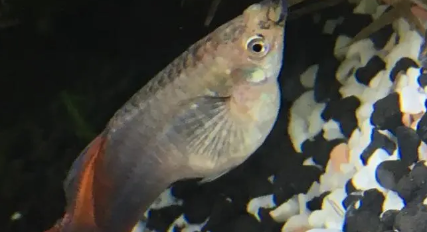 孔雀鱼温度低于多少会死