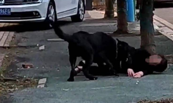 湖南湘潭一女子遭德牧犬撕咬,警方:狗被控制,狗主人接受调查 湖南湘潭一女子遭德牧犬撕咬,警方:狗被控制,狗主人接受调查