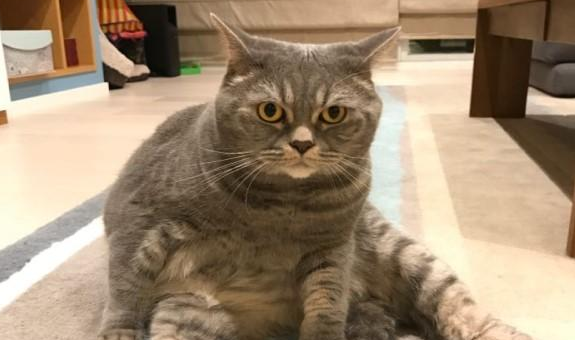 猫爸爸爱抢食害小猫吃不饱，主人建豪华拉面馆：一猫一个位 