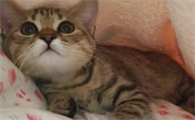 小猫总是对着被子嘬