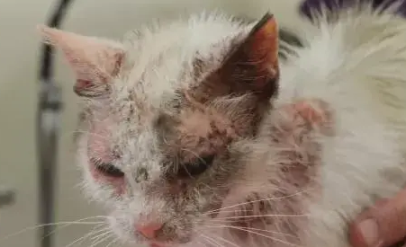 猫咪也会过敏!哪些是猫咪过敏会出现的症状呢? 猫咪也会过敏!哪些是猫咪过敏会出现的症状呢?