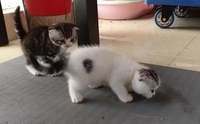 小猫怎么看公母 小猫怎么看公母