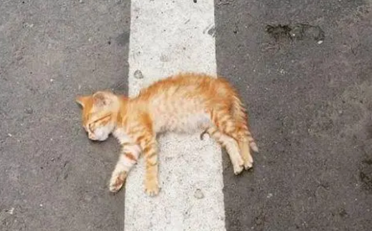 在路上碰到死猫解除忌讳 在路上碰到死猫解除忌讳