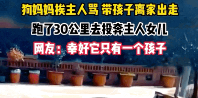 狗子挨骂后，叼着孩子跑了30公里投奔小主人：姐，我跟咱爸过不下去了！