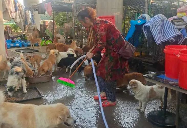 狗妈生完孩子离家出走，本以为贪玩…结果却是为了保护它们！