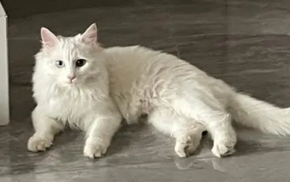 两个月狮子猫的特征 两个月狮子猫的特征