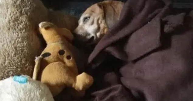 腊肠犬饿晕在路边,瘦到只有13斤,救助后才明白为何被丢弃 腊肠犬饿晕在路边,瘦到只有13斤,救助后才明白为何被丢弃