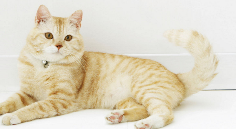 养猫是不是特别麻烦 养猫是不是特别麻烦