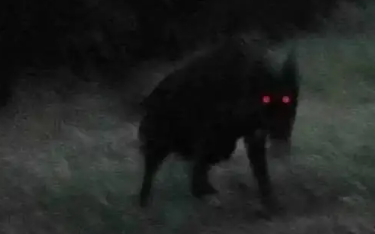 幽灵犬真的存在吗 幽灵犬真的存在吗