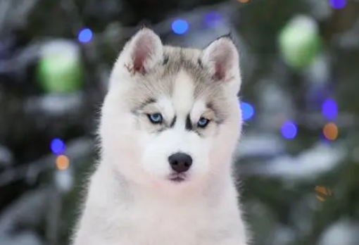 哈士奇的价格多少钱一只幼犬