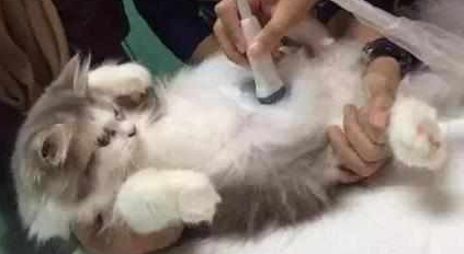 猫咪肚子越来越大以为它要生了,兽医检查完的结果大家全笑喷 猫咪肚子越来越大以为它要生了,兽医检查完的结果大家全笑喷