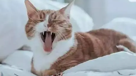 小猫用嘴呼吸是不是活不成了