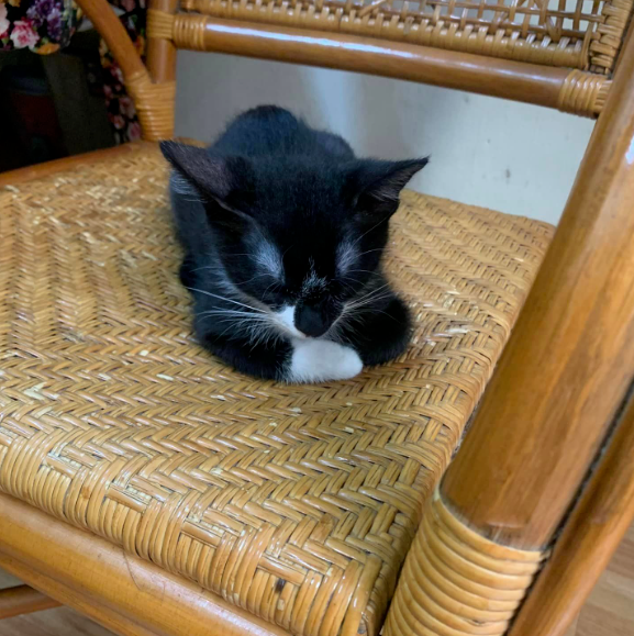 猫咪终于在椅子上伸了个懒腰，还以为会起床，结果...