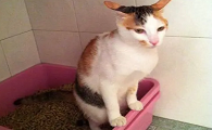 小猫拉屎有头发吊着怎么办