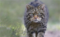 野猫进宅是福是祸