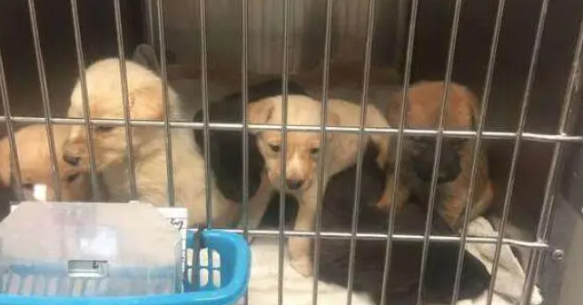 流浪母狗在下水道一直对着志工犬吠，志工靠近一看泪如泉涌