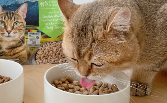 K9猫粮|新西兰K9猫冻干YYDS! K9猫粮|新西兰K9猫冻干YYDS!