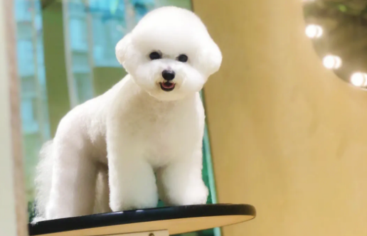 比熊犬都有什么品种