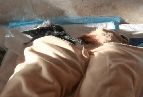 犬瘟后期被绑上嘴的二哈还是没挺过来,和它一起离去的还有一只4个月大的金毛 犬瘟后期被绑上嘴的二哈还是没挺过来,和它一起离去的还有一只4个月大的金毛