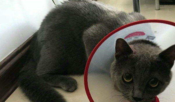 刚绝育的奶牛猫,医生怎么叫都叫不醒!喵:让我睡,不想面对现实 刚绝育的奶牛猫,医生怎么叫都叫不醒!喵:让我睡,不想面对现实