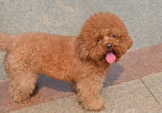 小泰迪狗一般多少钱一只