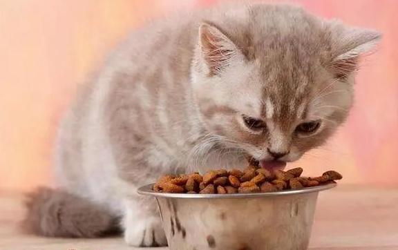 主人出差养猫,几斤猫粮惹的祸,铲屎官后悔想哭 主人出差养猫,几斤猫粮惹的祸,铲屎官后悔想哭