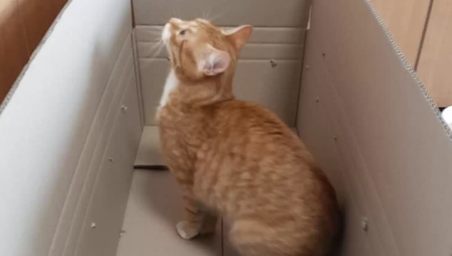 太粗心!猫咪睡在快递盒子里被运到500公里外,主人却浑然不知 太粗心!猫咪睡在快递盒子里被运到500公里外,主人却浑然不知