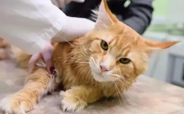 怎么分清公猫和母猫