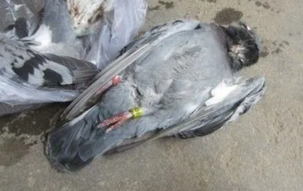 鸽子被猫咬死了寓意什么 鸽子被猫咬死了寓意什么