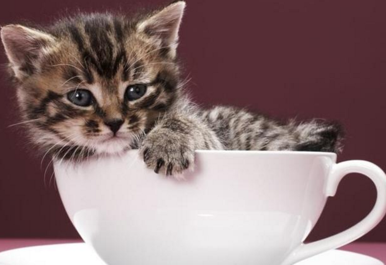 茶杯猫掉毛怎么办 茶杯猫掉毛解决办法 茶杯猫掉毛怎么办 茶杯猫掉毛解决办法