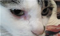 小猫有眼屎怎么处理方法