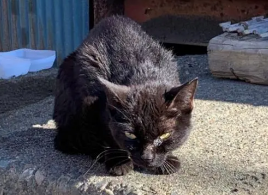 流浪猫刚被收养时眼神凶狠,半年后成粘人猫,眼神前后变化太大 流浪猫刚被收养时眼神凶狠,半年后成粘人猫,眼神前后变化太大