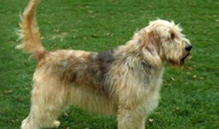 奥达猎犬好养吗 初养狗者慎重 奥达猎犬好养吗 初养狗者慎重