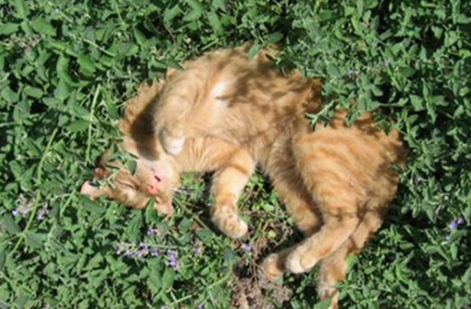 淹死的猫咪的死状 淹死的猫咪的死状
