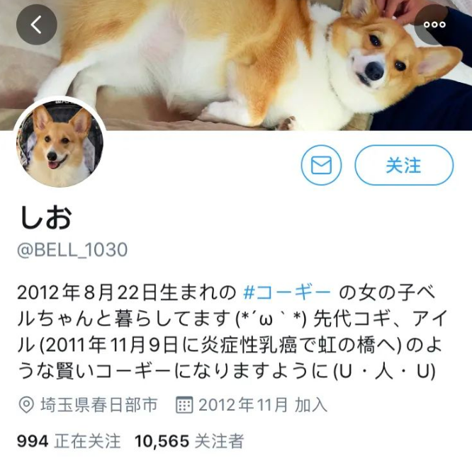 “食草系”柯基偷菜被抓现形，楚楚可怜的模样让网友惊呼：太萌了！