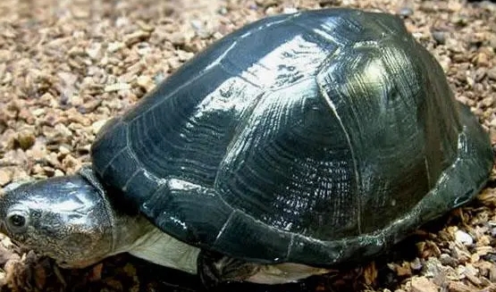 棱背侧颈龟和锯齿侧颈龟区别