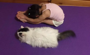 萌猫咪非要跟铲屎官一起做瑜伽,可爱翻了! 萌猫咪非要跟铲屎官一起做瑜伽,可爱翻了!