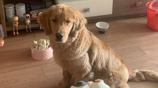 金毛玩具很多，但它却开心不起来，原因很简单