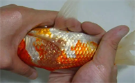 金鱼炸鳞怎么治疗