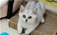 小猫脐带多久脱落