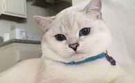 印星猫性格印星猫风水
