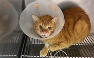 小猫脑震荡有什么症状