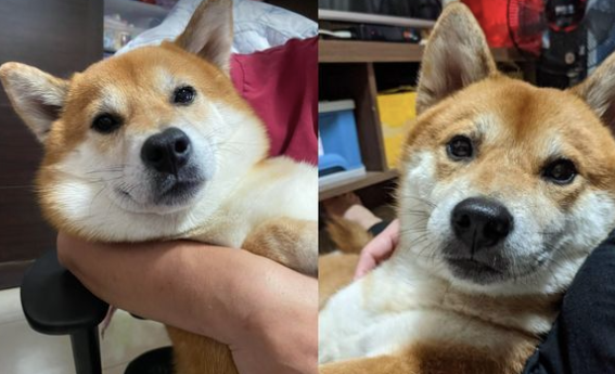 发现主人没带自己出门,柴犬躲在角落里生闷气:你不爱我了! 发现主人没带自己出门,柴犬躲在角落里生闷气:你不爱我了!