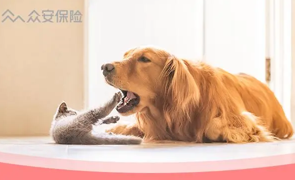 众安宠物保险免赔额是多少